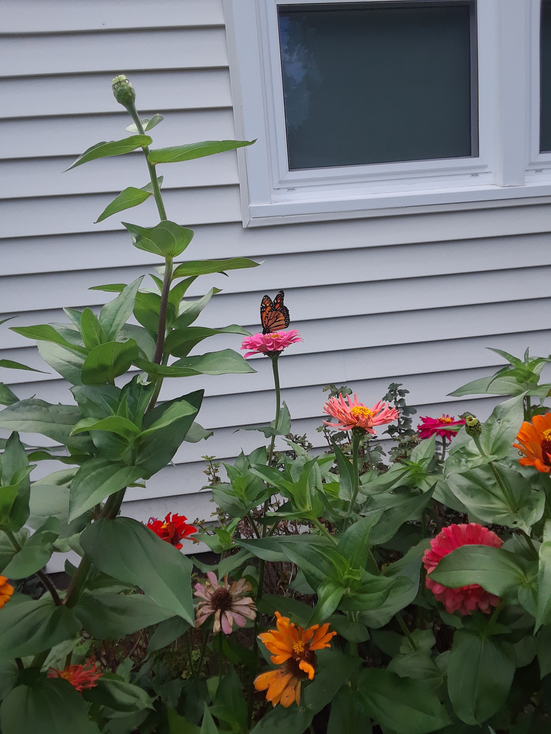 Monarch On Zinnias At Bob's