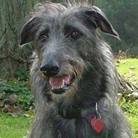 One Lucky Dog Bakery