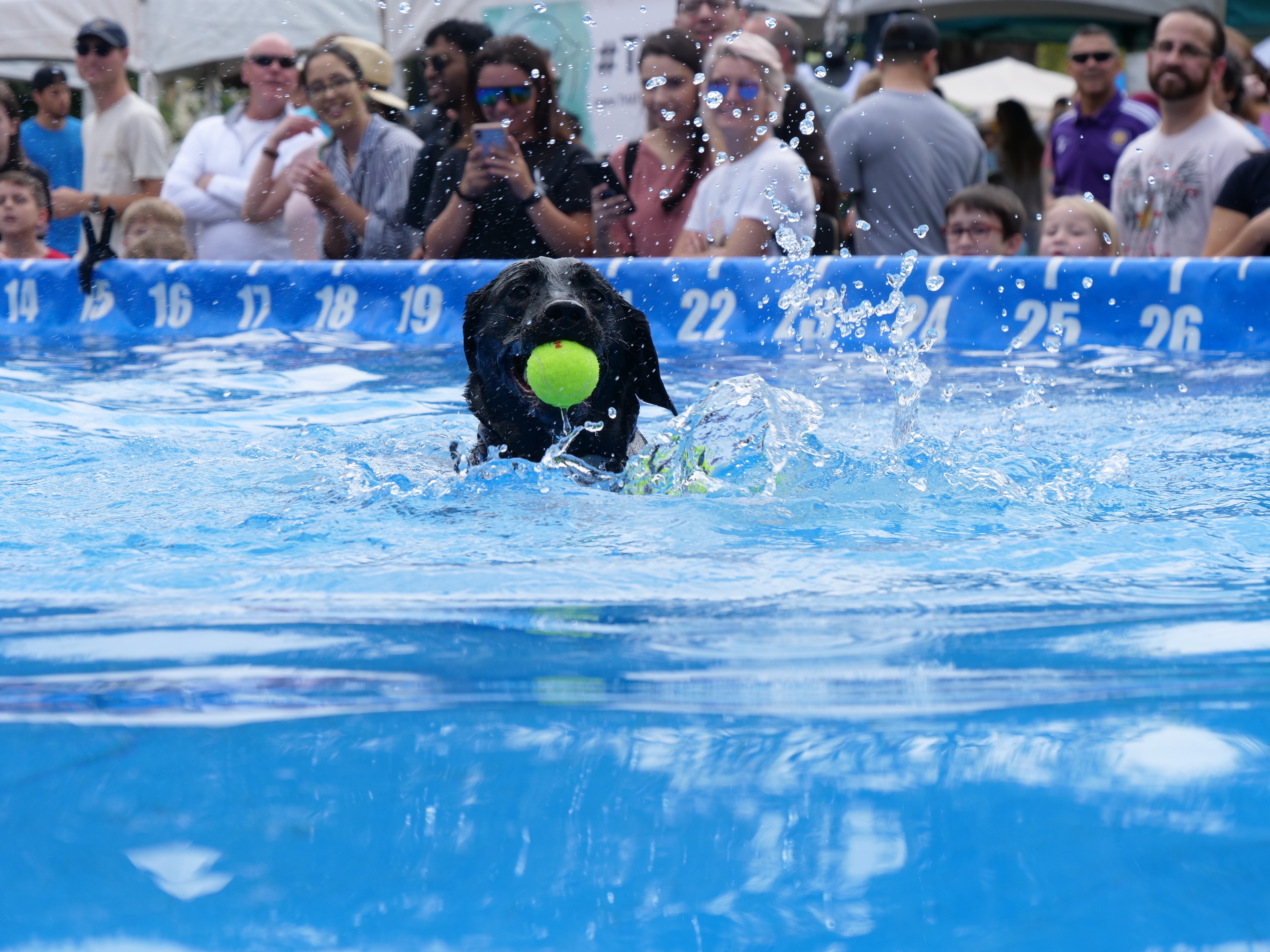 2019 Paws in the Park Gallery