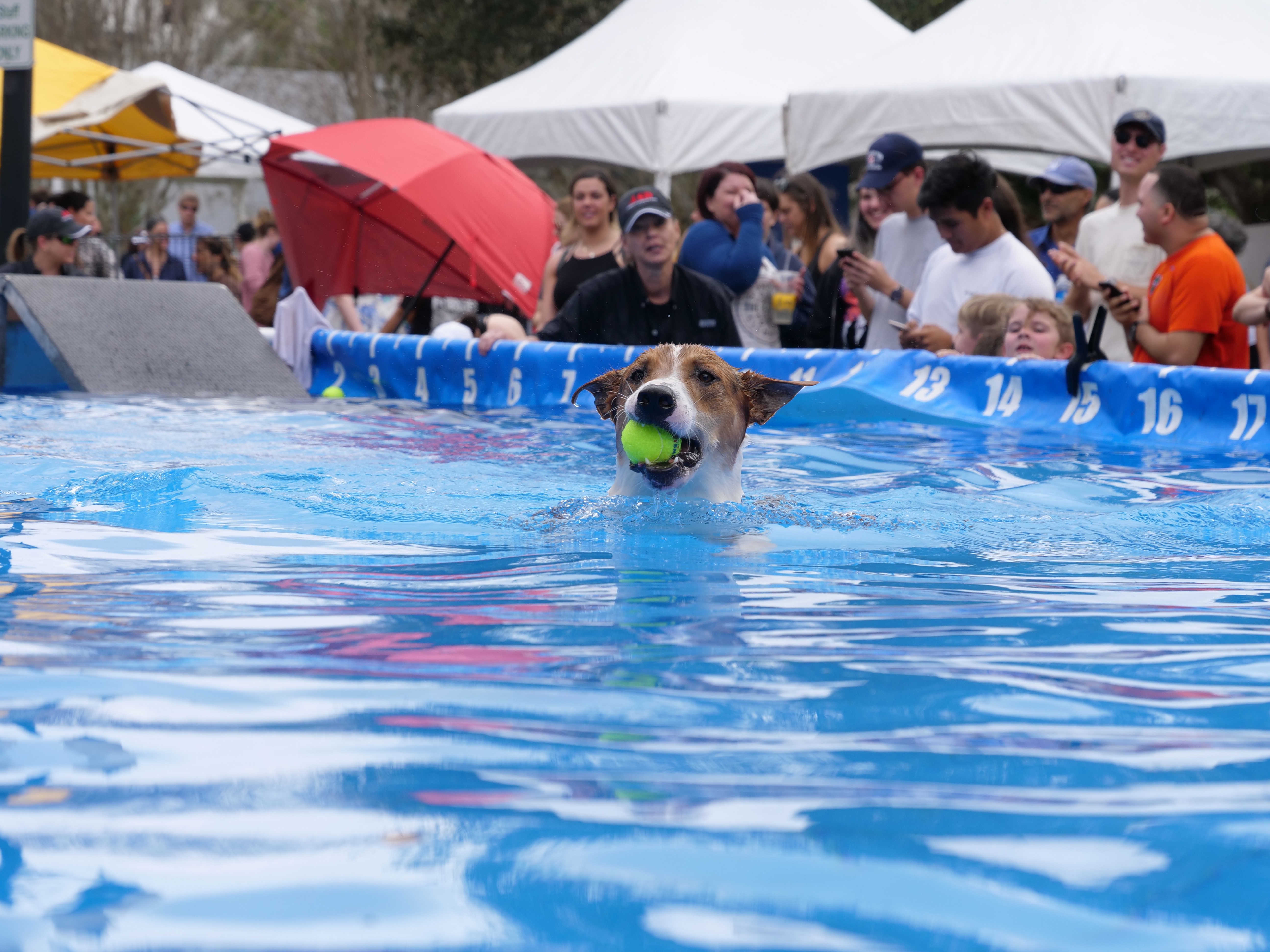 2019 Paws in the Park Gallery