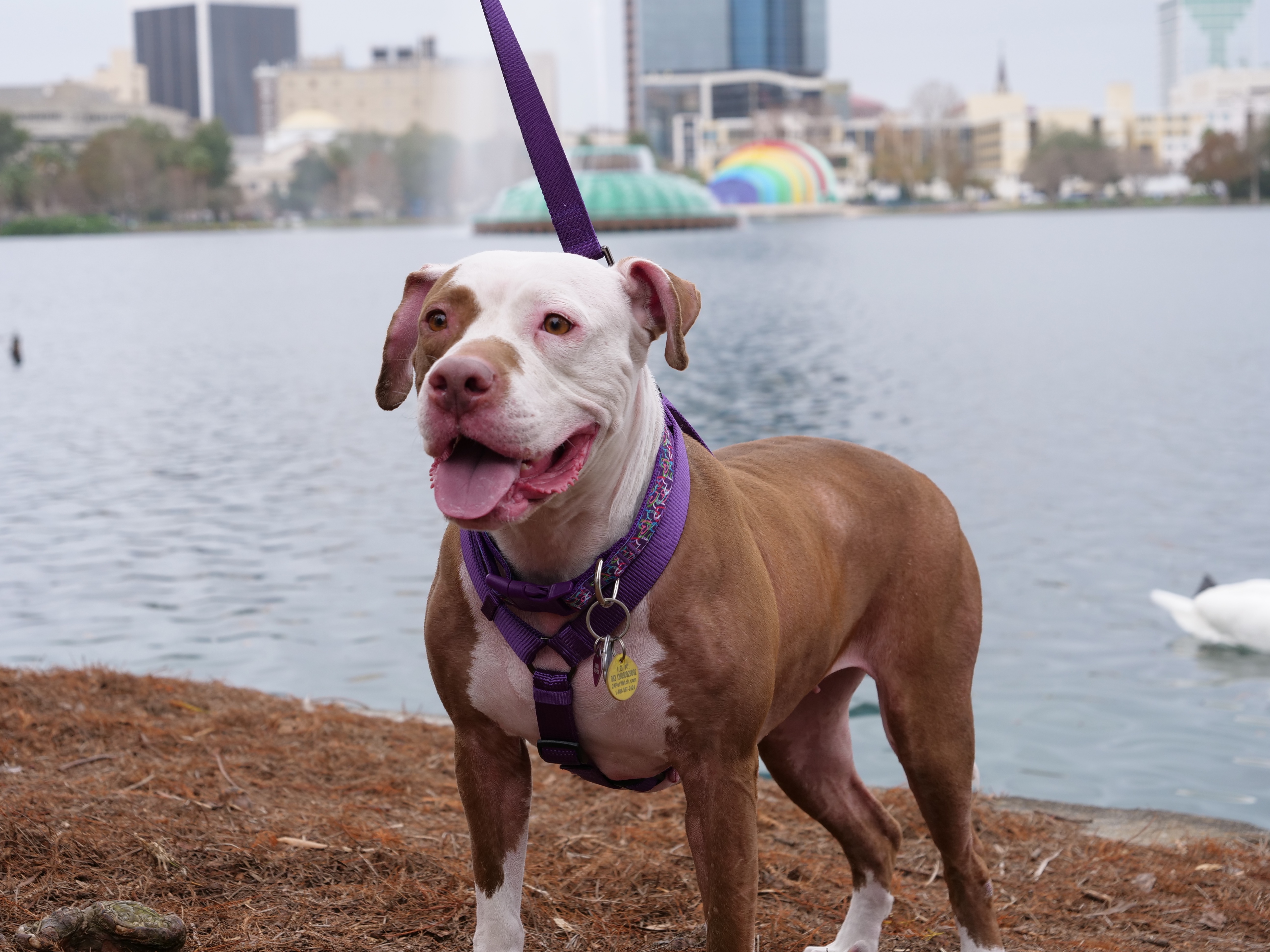 2019 Paws in the Park Gallery