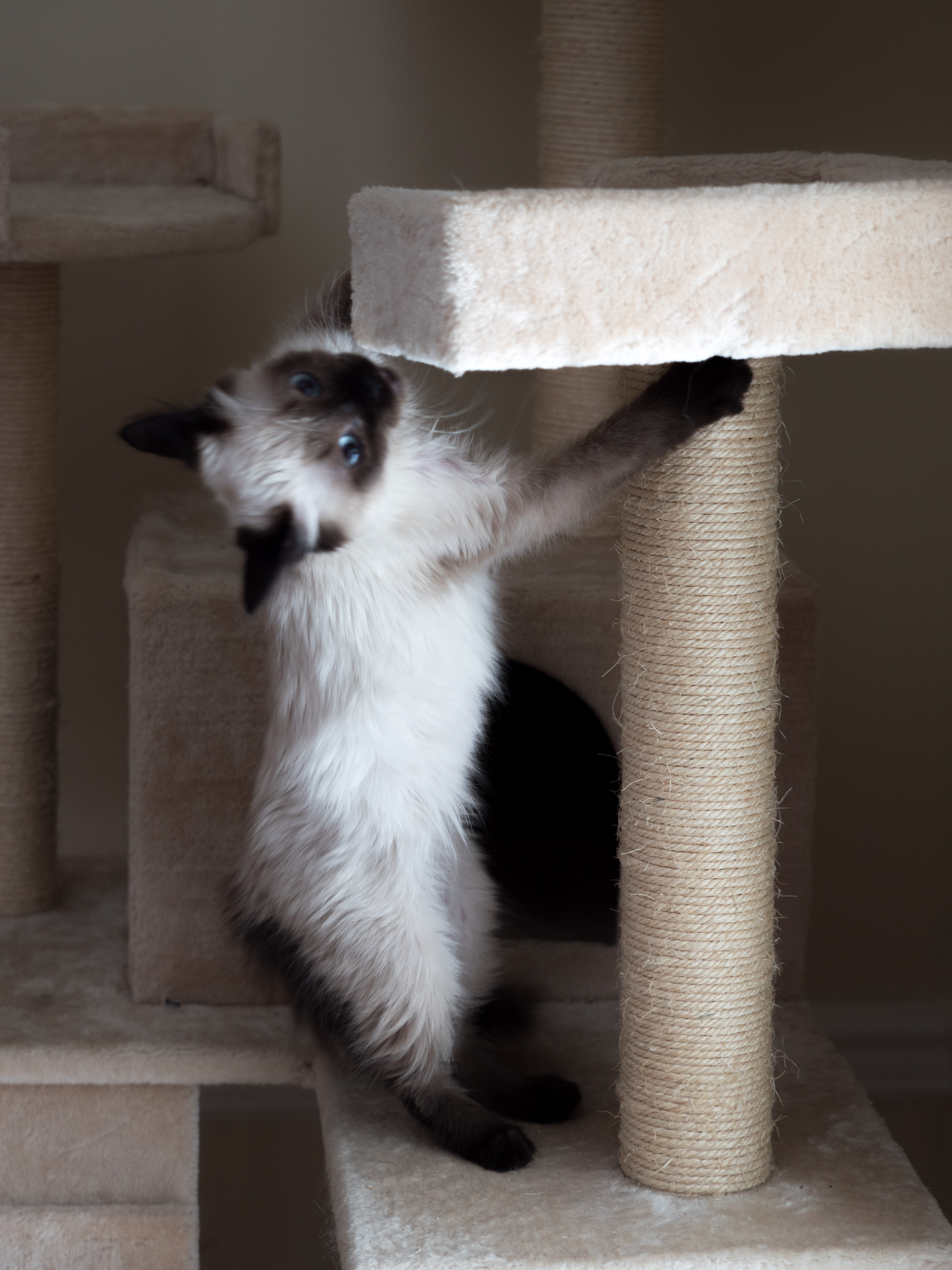 Miss Tinslee vs. the cat tree