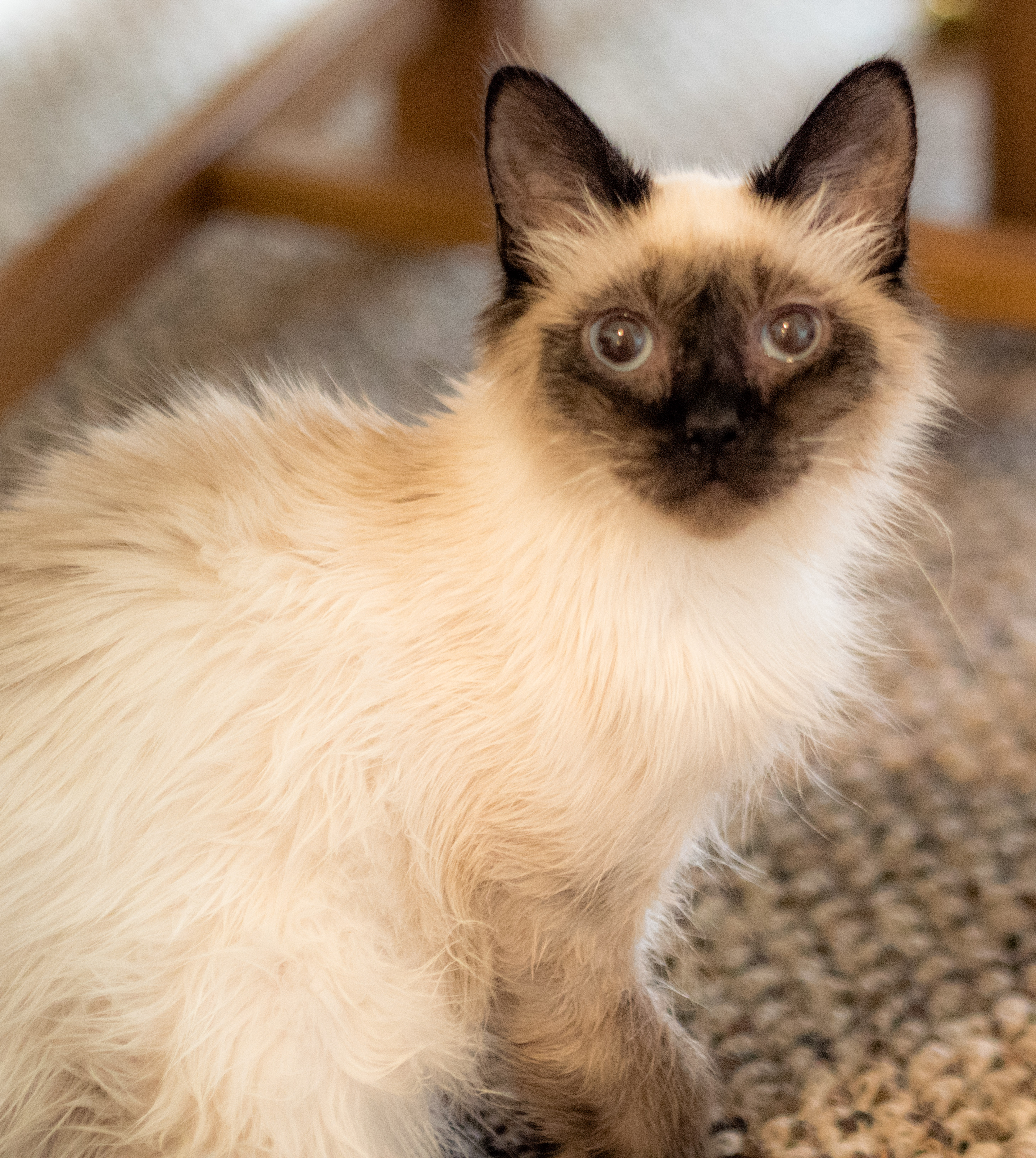 Miss Tinslee, feeling much better in January!