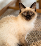 Miss Tinslee, feeling much better in January!