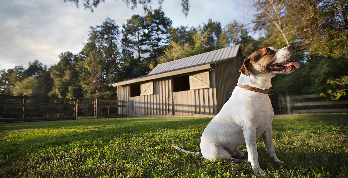 Paws4ever Adult Egg Hunt 2018