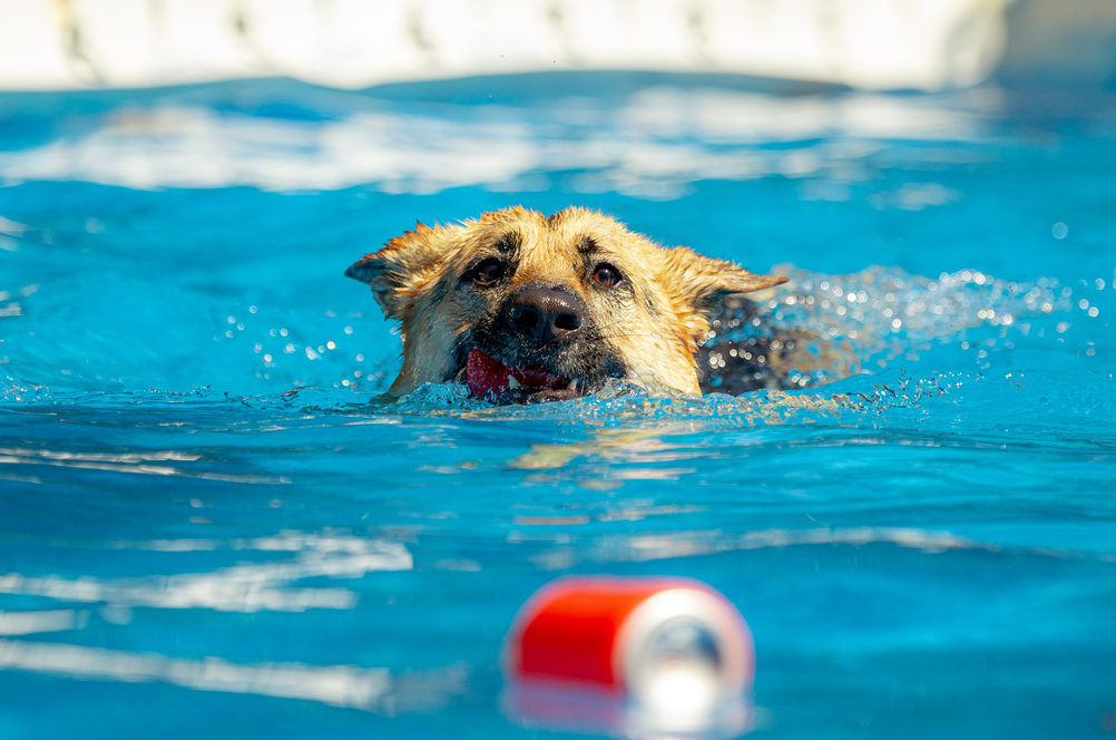 Photos: Paws in the Water—Dogs at Play - The Atlantic