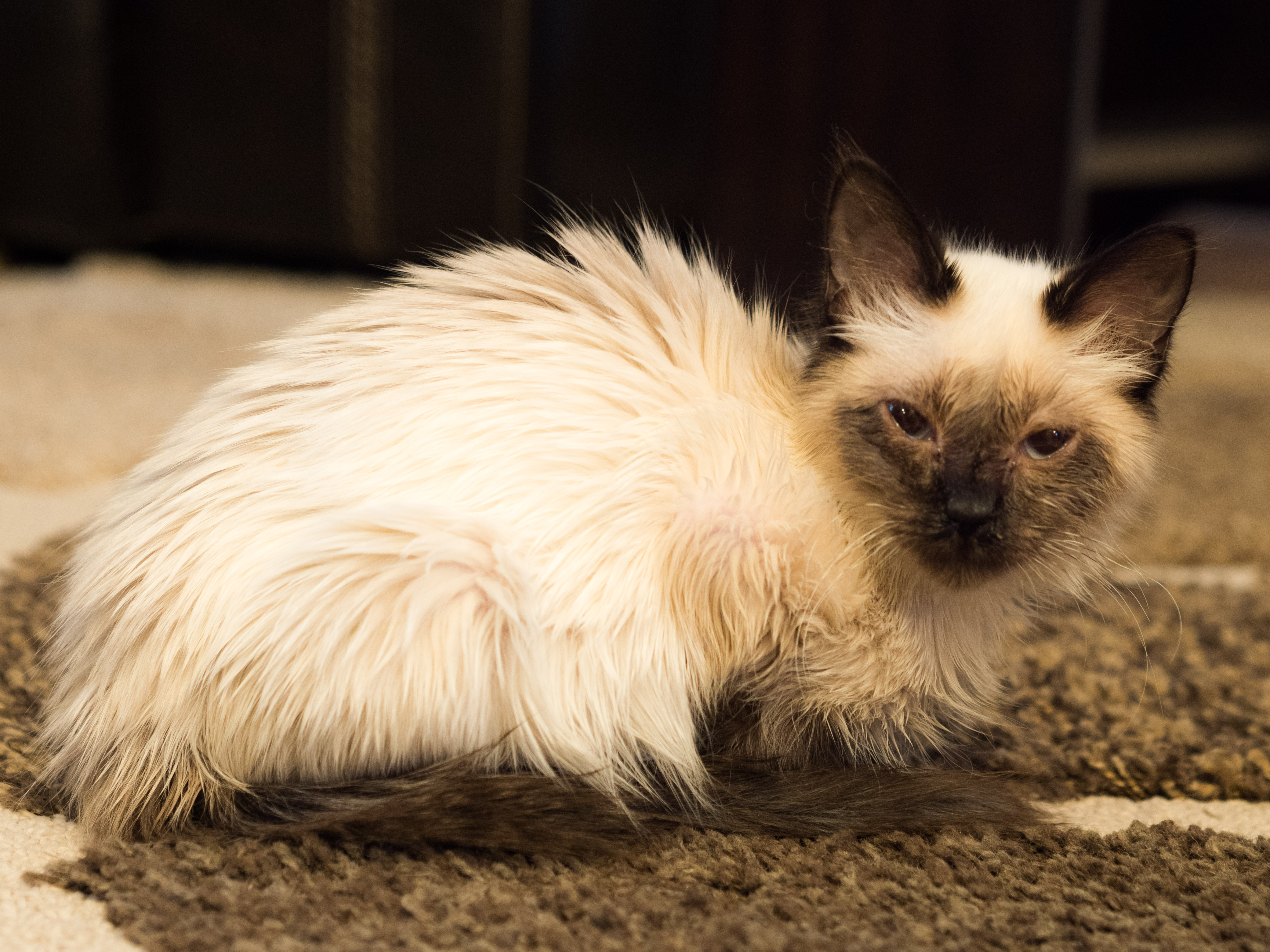 Miss Tinslee, shortly after arrival in Delaware