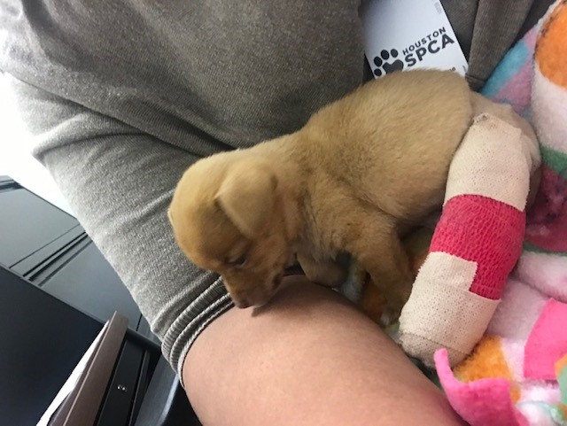 This is Little Peanut!