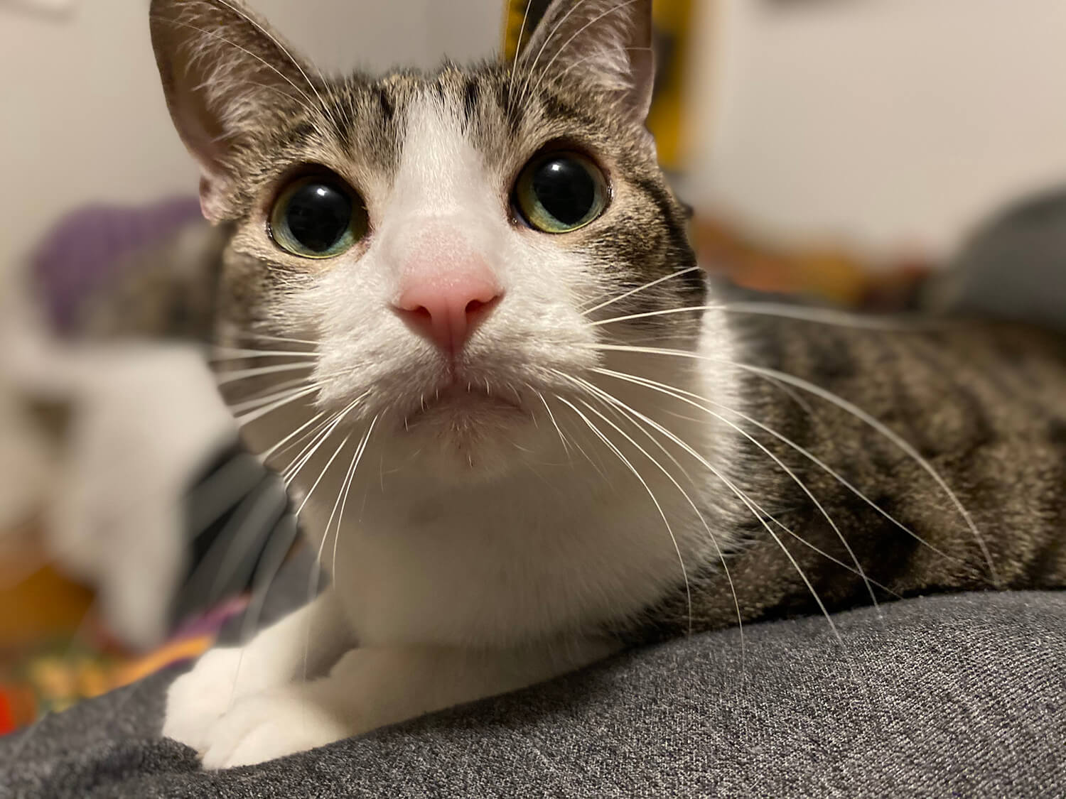 Penny, Foster #13 at Foxtail Farms