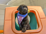 Meet Boss! Pet Boss Nation's Sponsored Puppy!