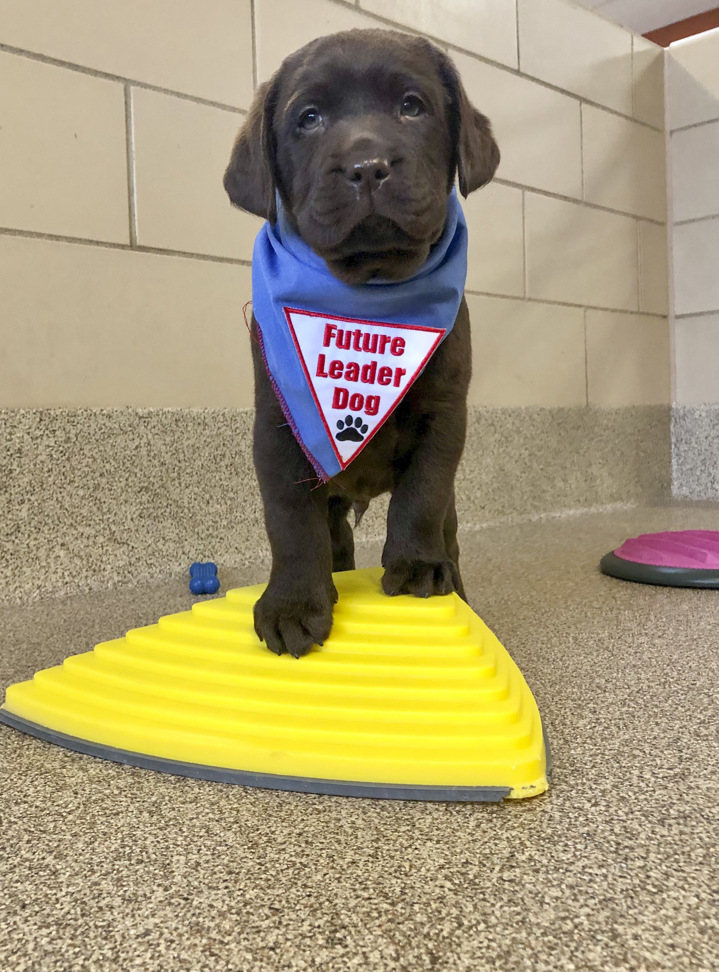 Boss is ready to step up and get started!