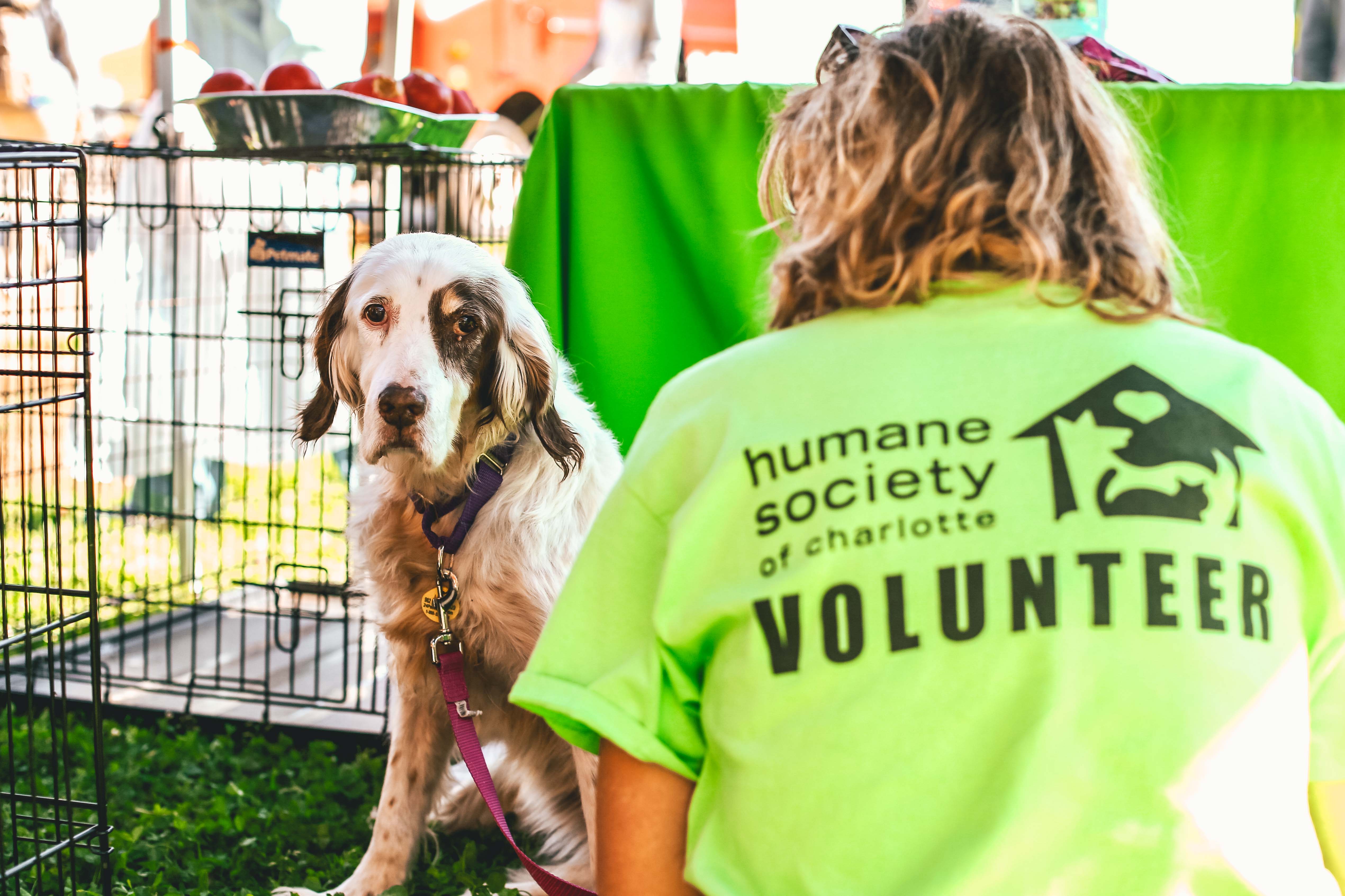 Pet Palooza 2019 Pet Palooza Walk for the Animals