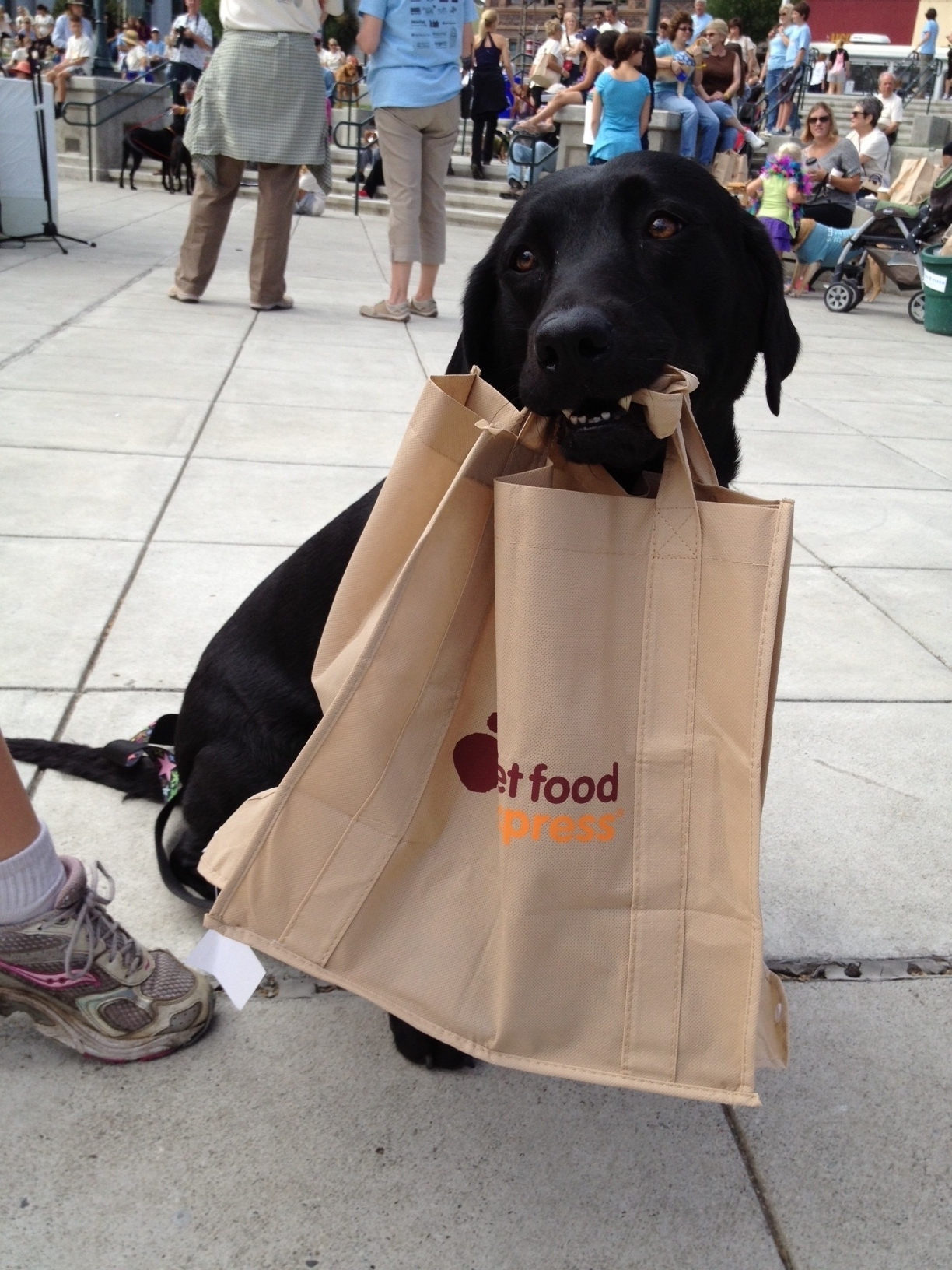 Ready to go for the first ever Walk for Animals in 2012
