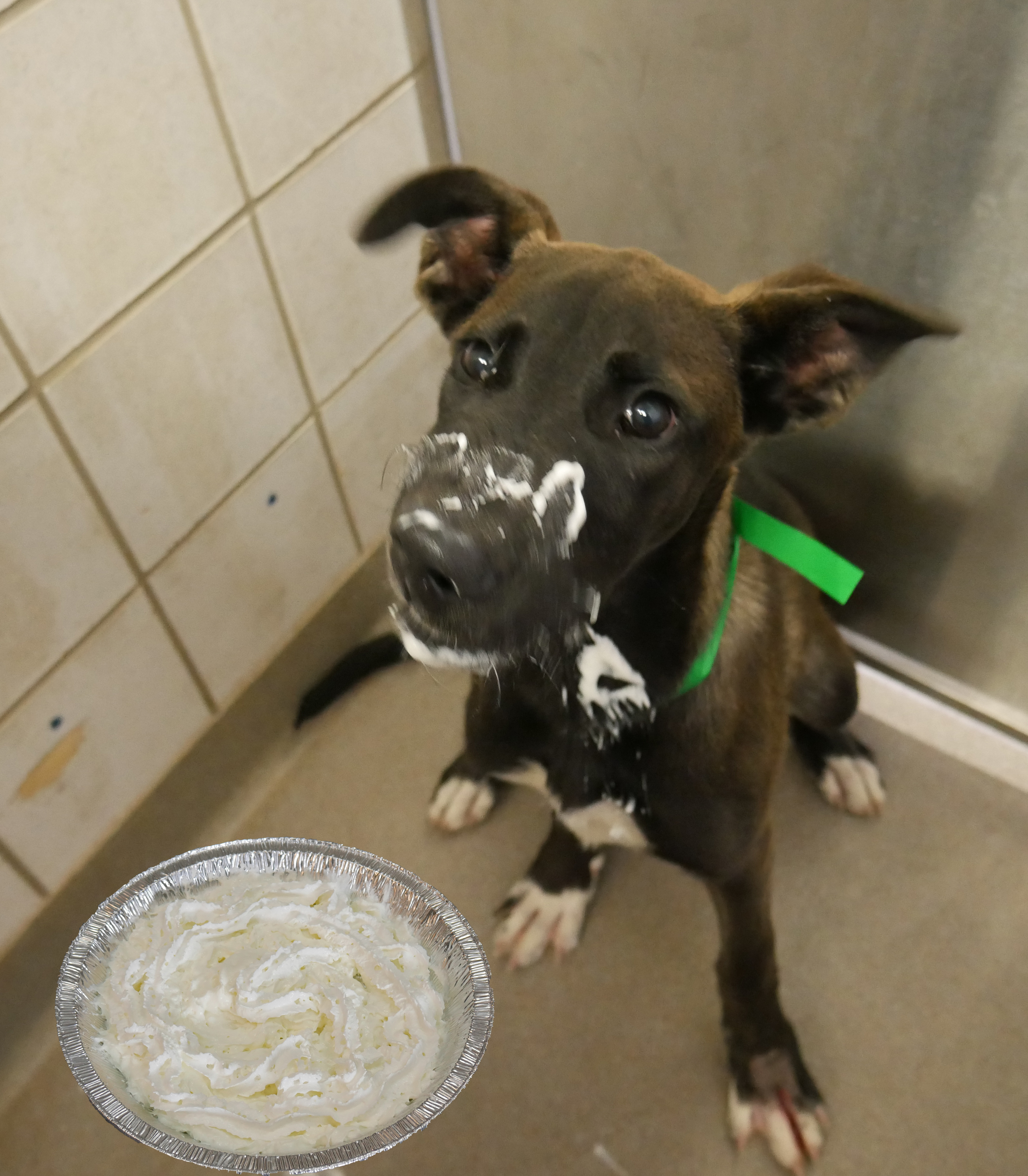 Throw a Pie at HSPPR's Team