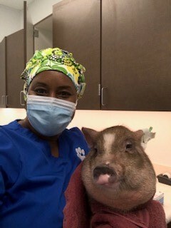 Potbelly Pig Spay Day!