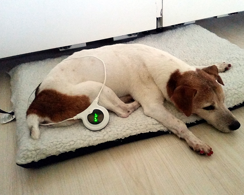 A dog receiving Loop treatment.