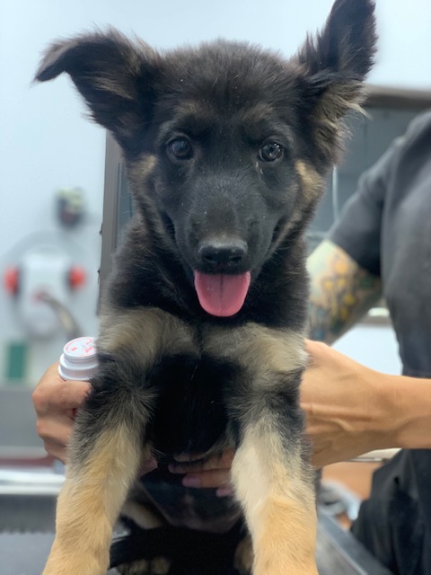 Pudding - the puppy with a heart murmur. The community came together and raised funds for her surgery. Sadly, she did not make it through.