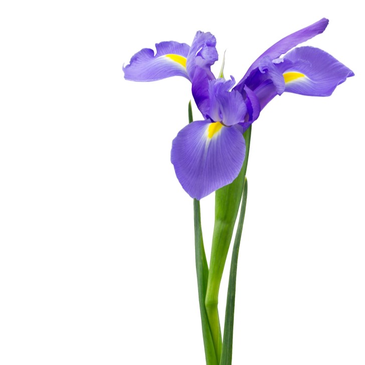 Kelly and David Rauscher