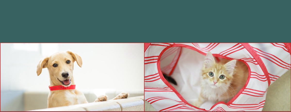 Santa Paws 5K & Fun Run