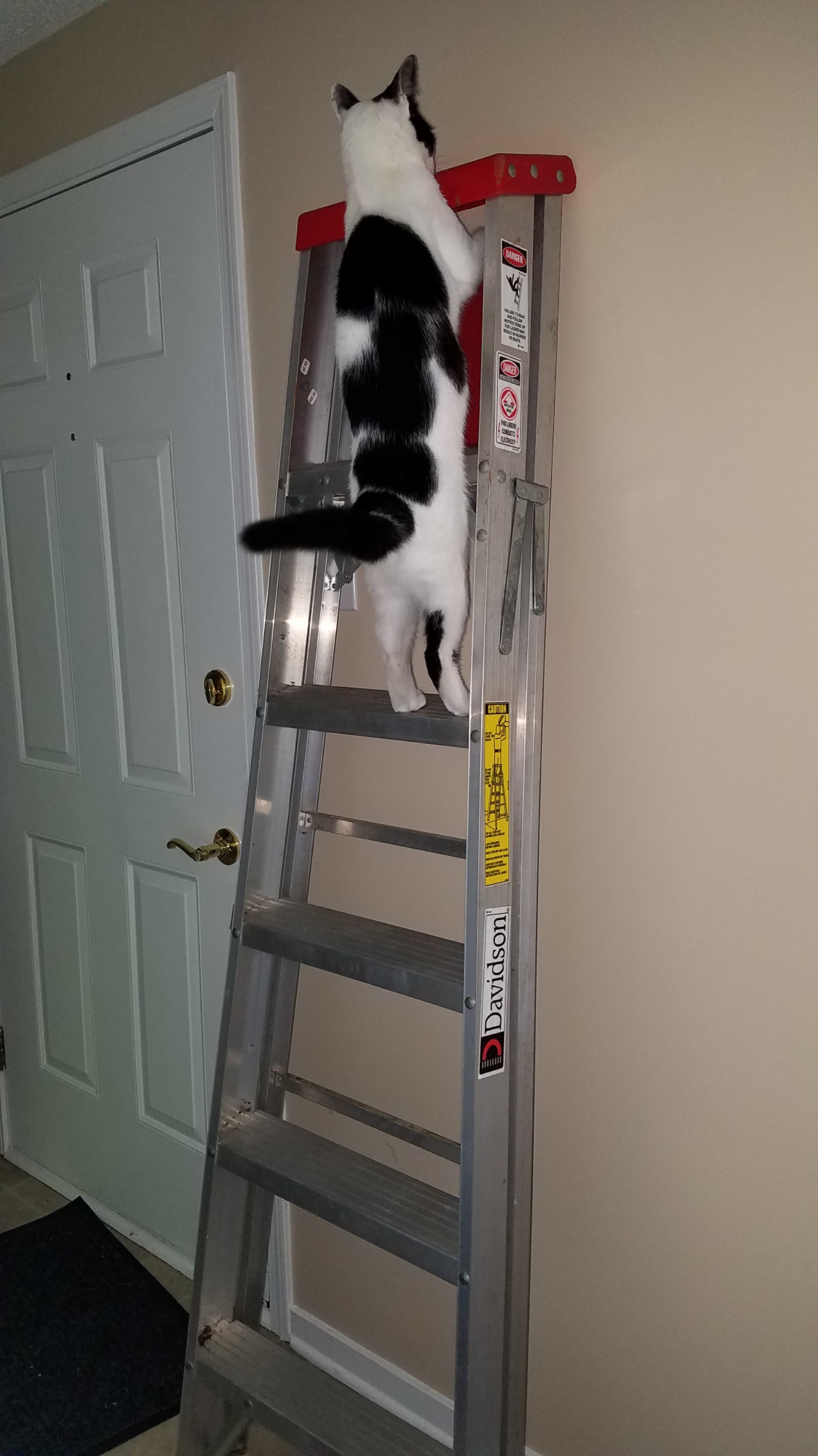 Winston is my handyman