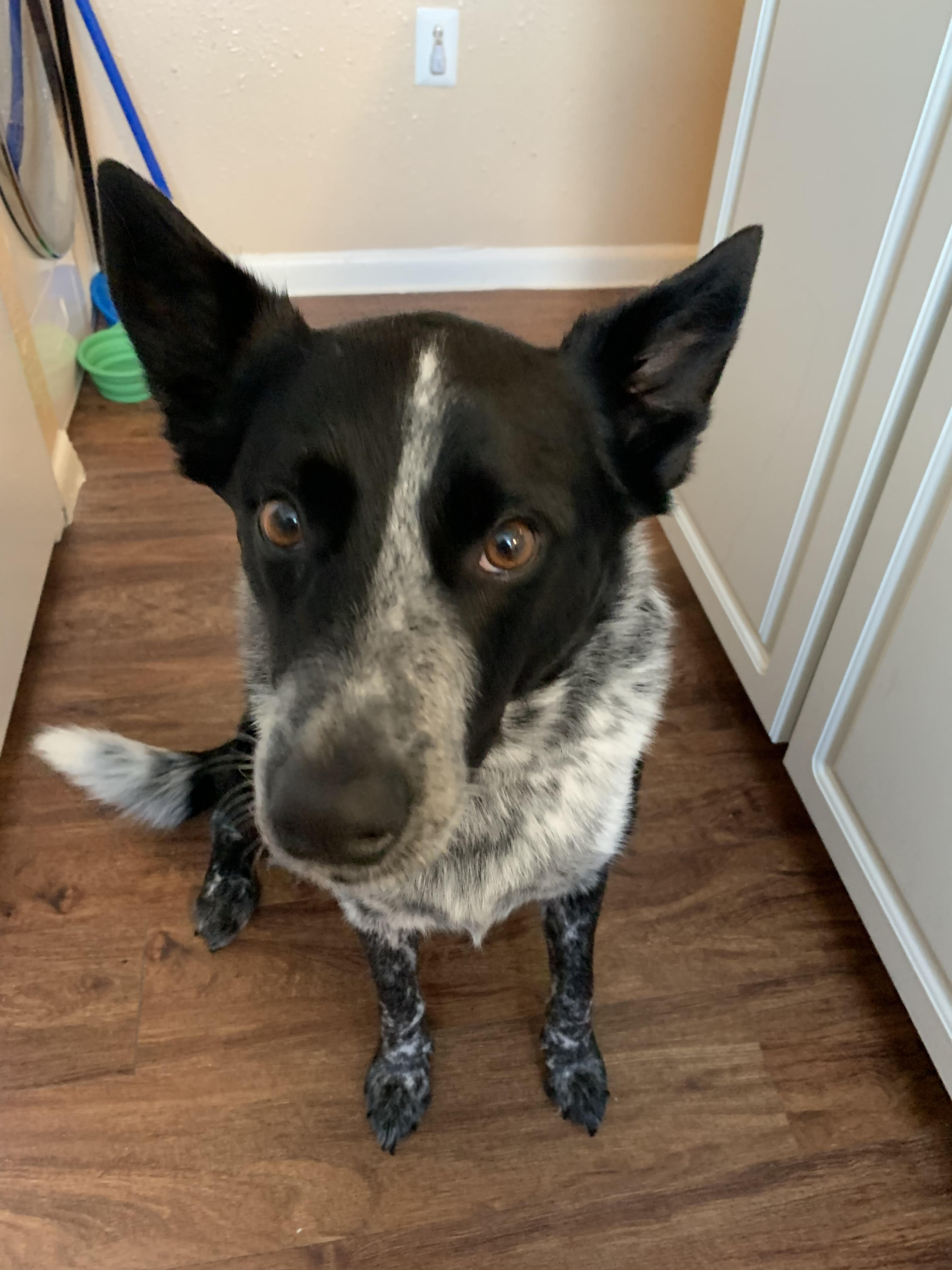 Scout - The Amazing Blue Healer