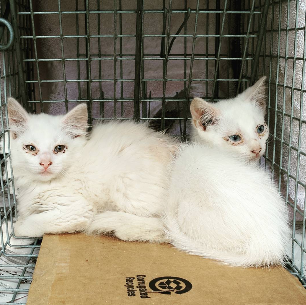 These beautiful babies were trapped, medicated, and eventually adopted into loving homes, because of our Community Cat Program.