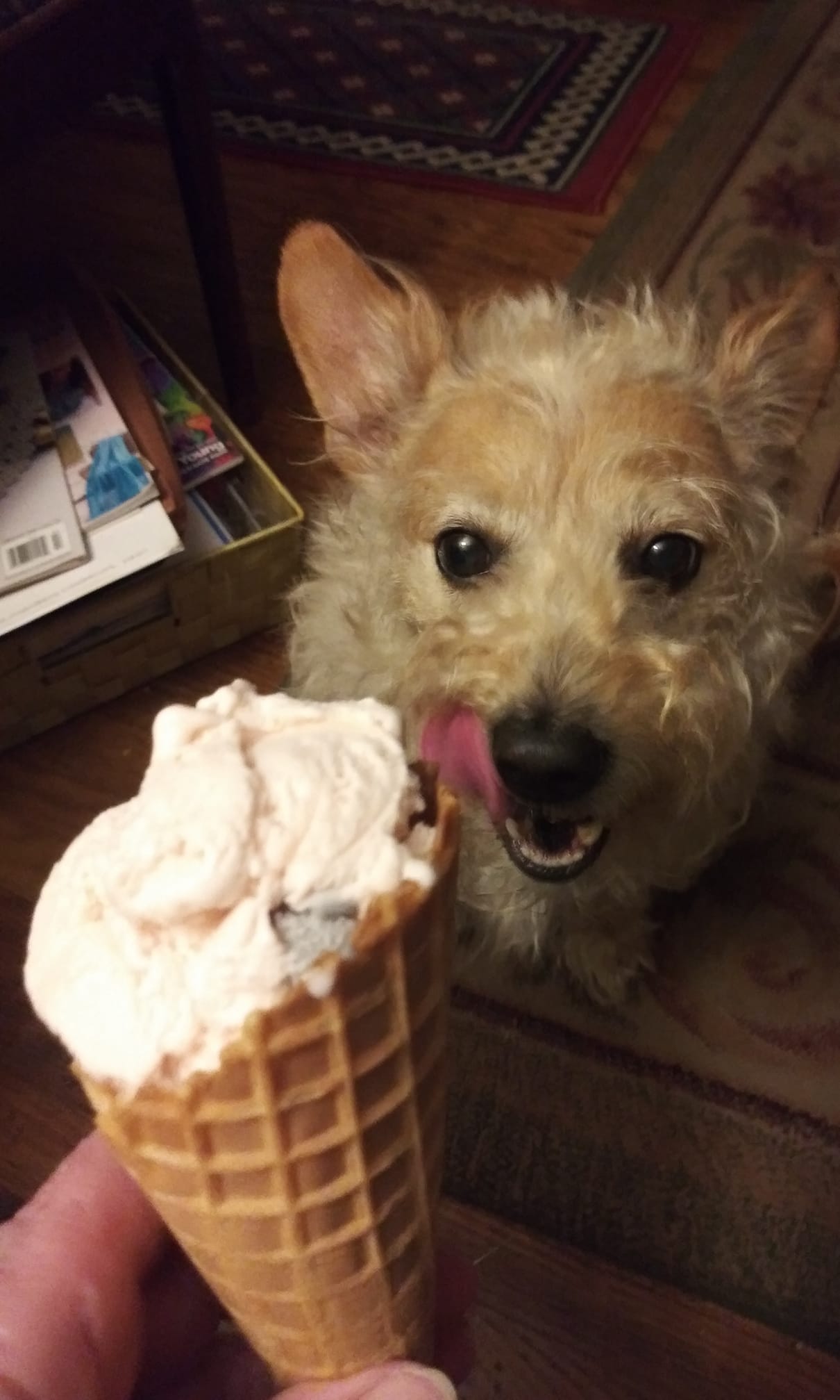 Seamus loves the dog days of summer