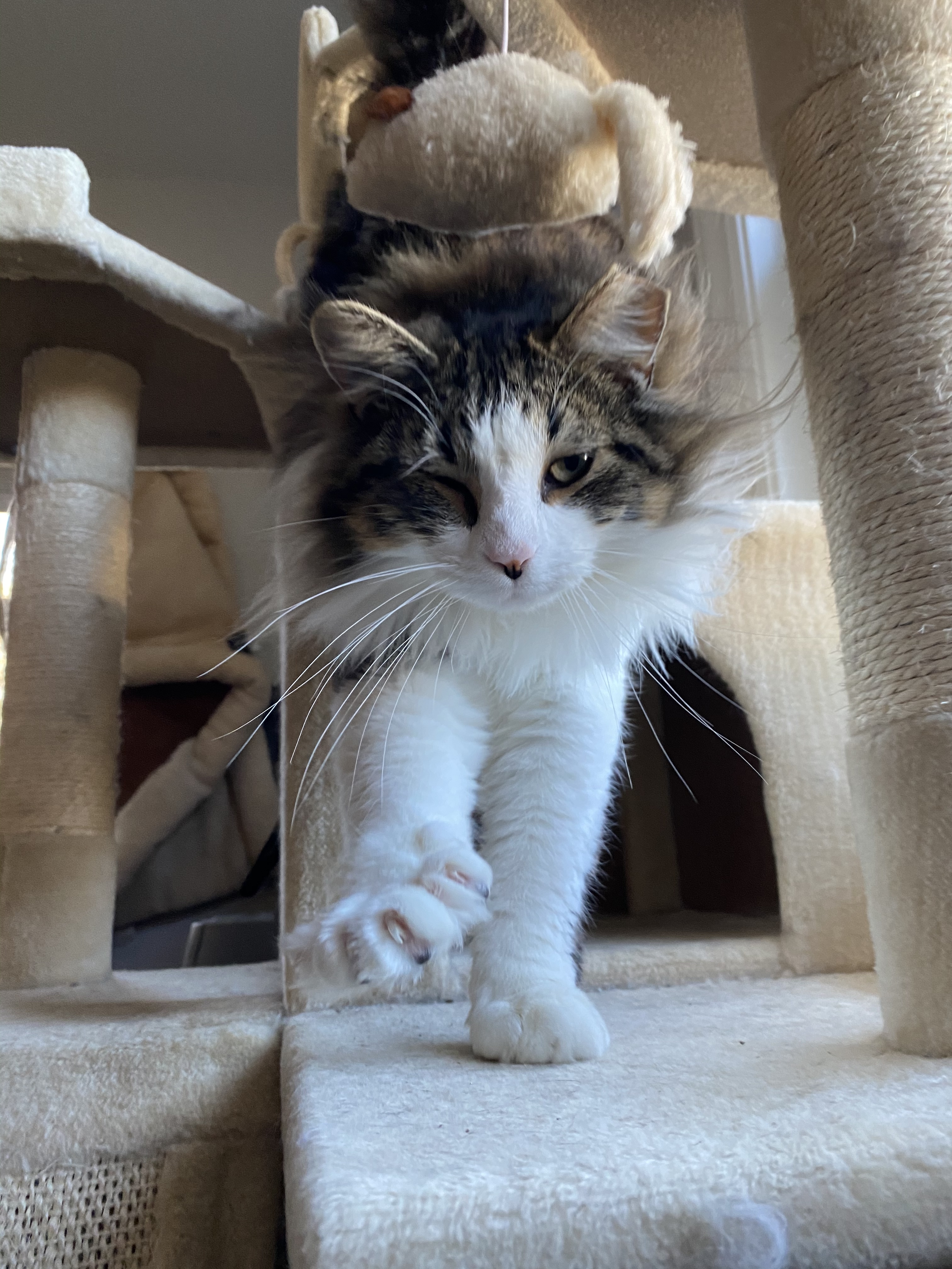 Shiloh, Foster #16 at Foxtail Farms