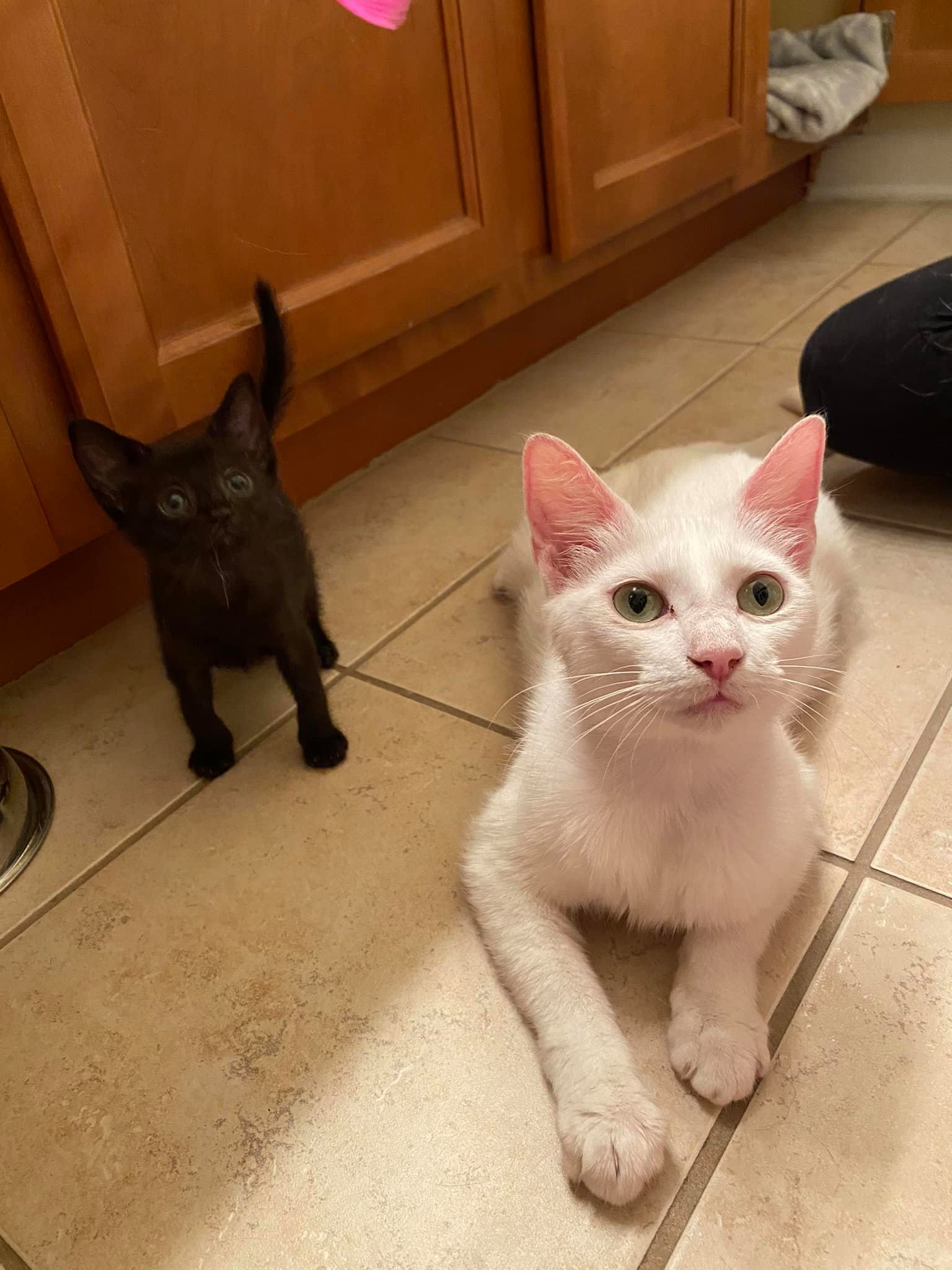 Mama Siren and Baby Ariel