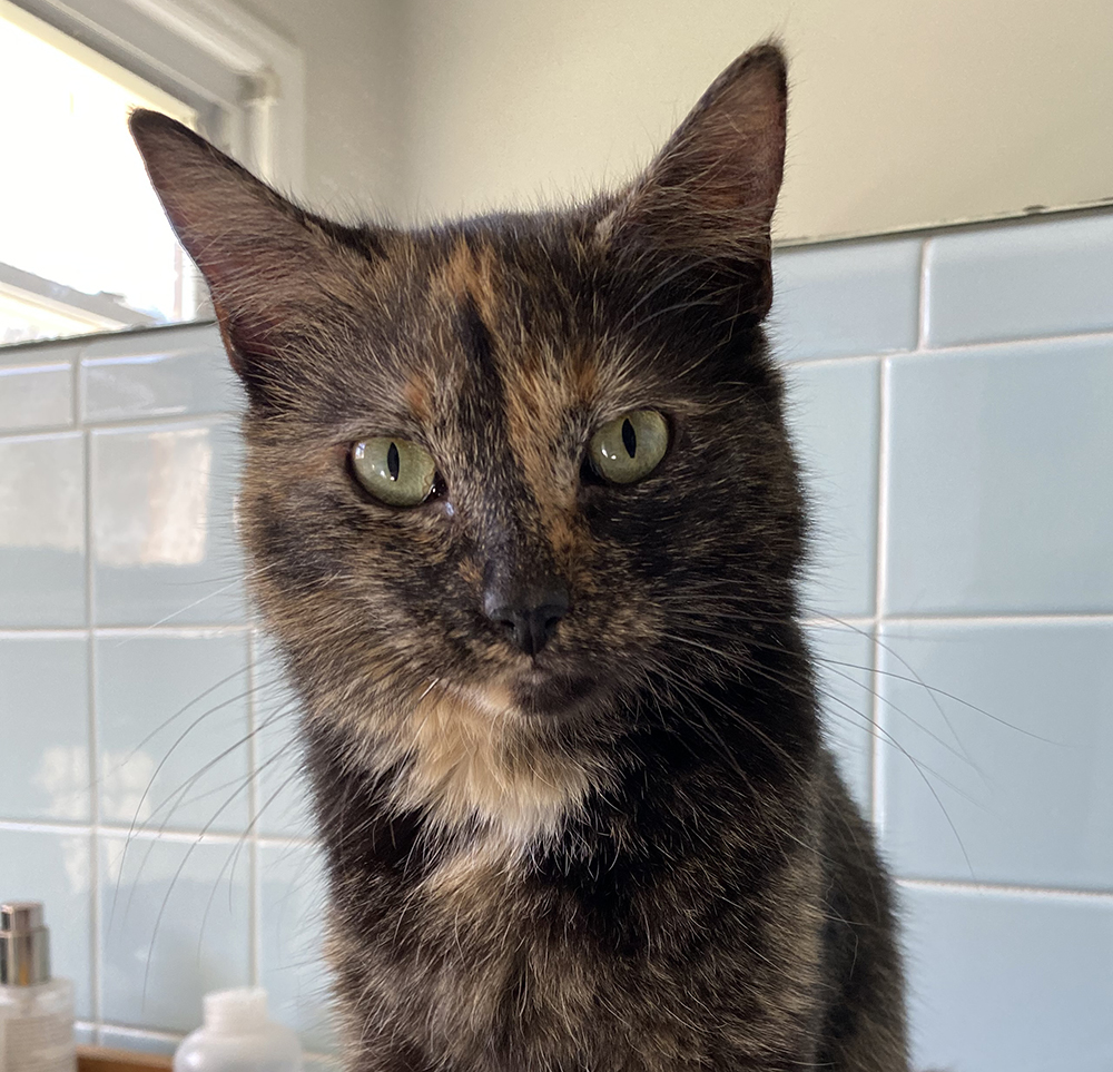 Cici, Foster #4 at Foxtail Farms