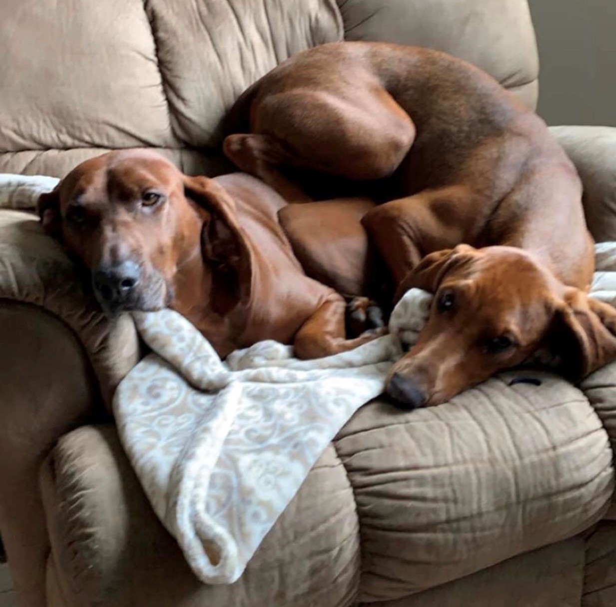 Remy's New Sister and our Rescue #2!