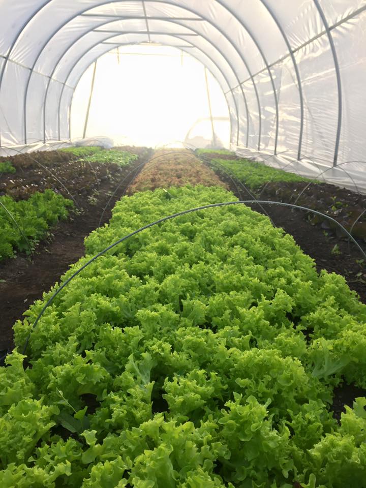 How do they grow this? 