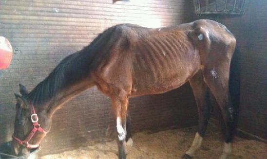 Spirit Upon Arrival at the Farm