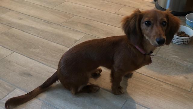 Gracie mini dachshund