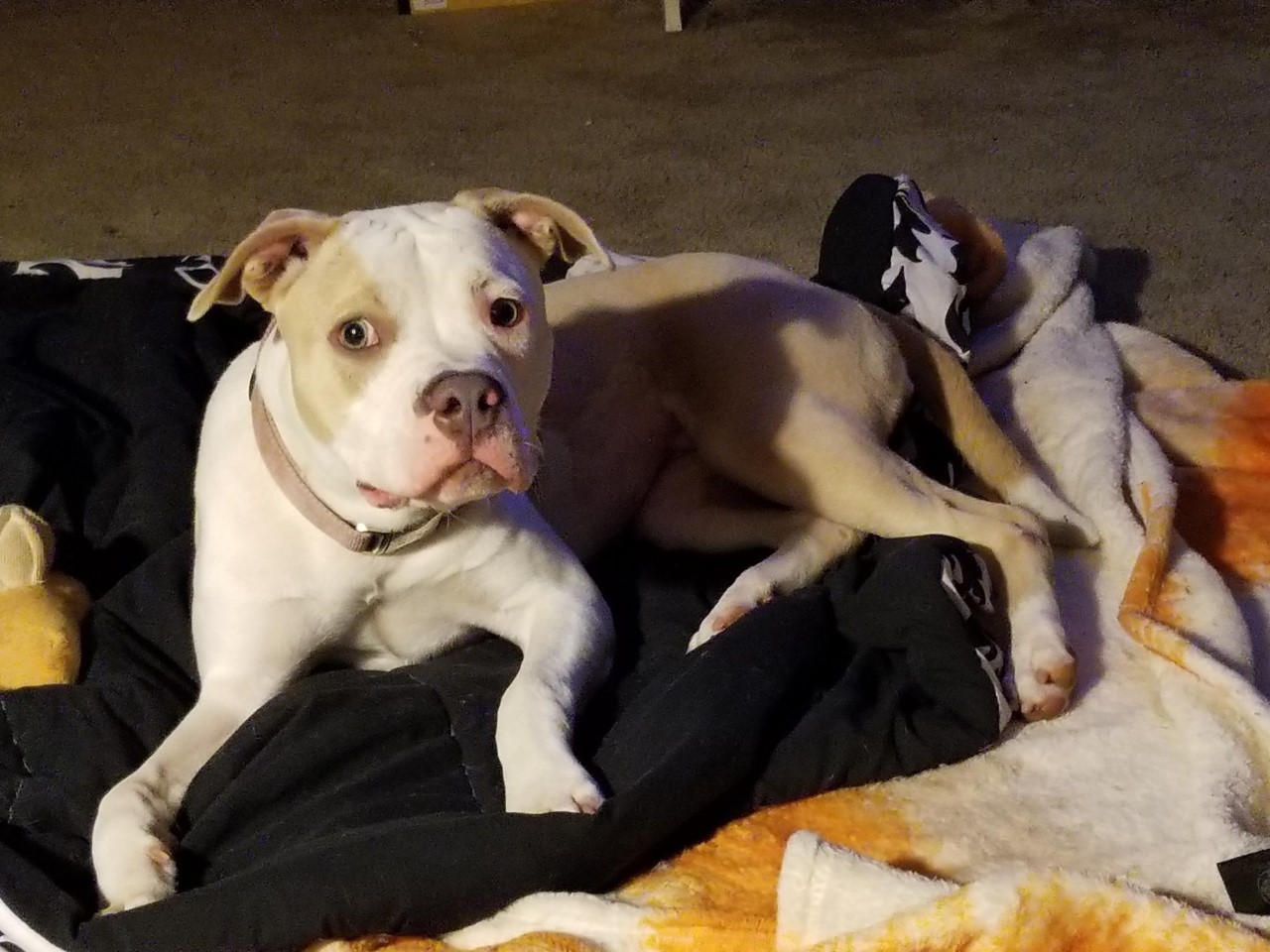 Sammi's first day in her new home!