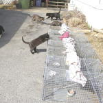 Multiple traps are set when working with a colony of community cats.