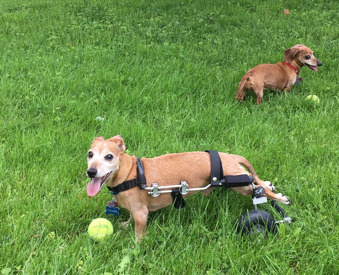 Playing fetch in the backyard with my sister Jinx