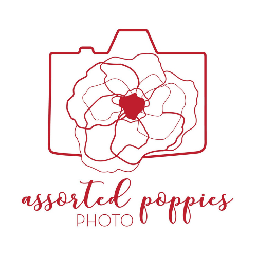 Assorted Poppies Photo