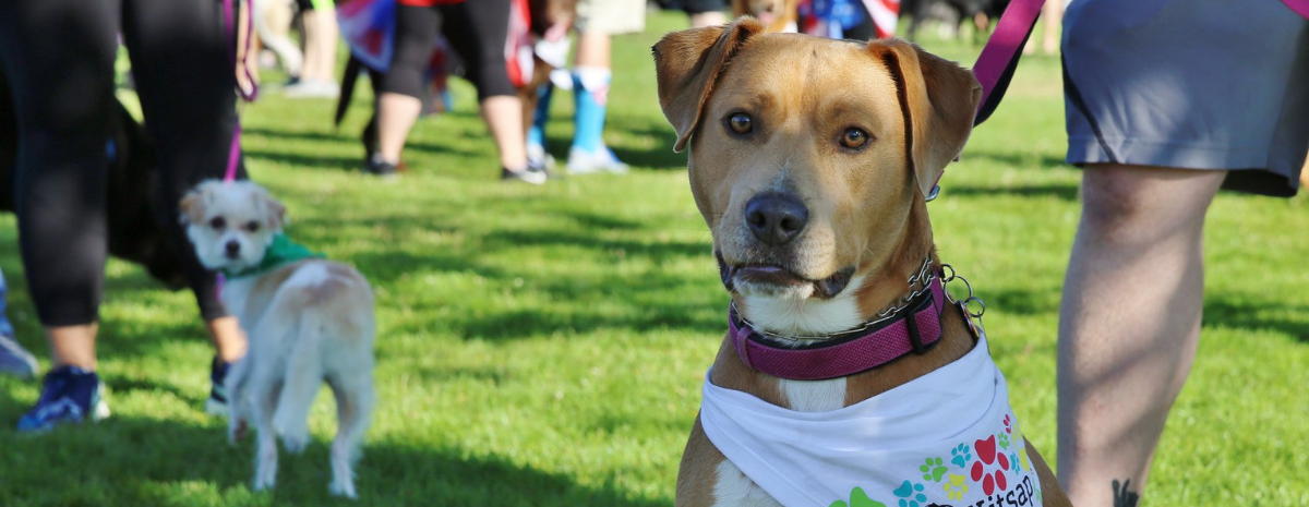 PetsWALK 2019