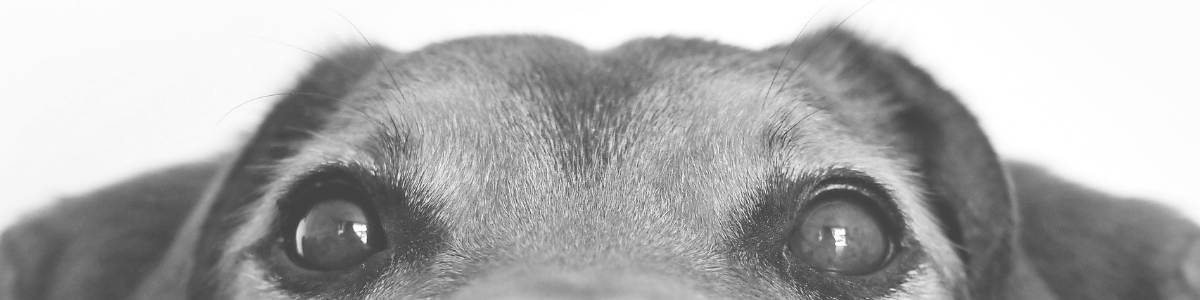 Puppies For Survivors Fundraiser 