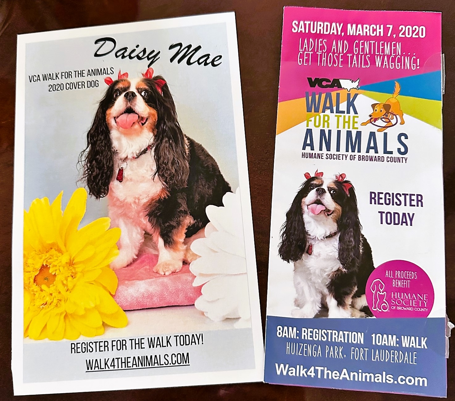 2020 Walk for the Animals Cover Dog Daisy Mae
