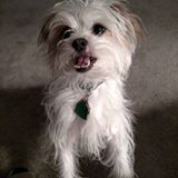 My brother Widget (he also came from CHS)