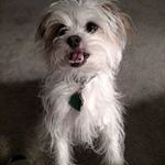 My brother Widget (he also came from CHS)